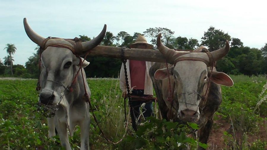 El “Jopará”, la lengua del mestizaje en Paraguay